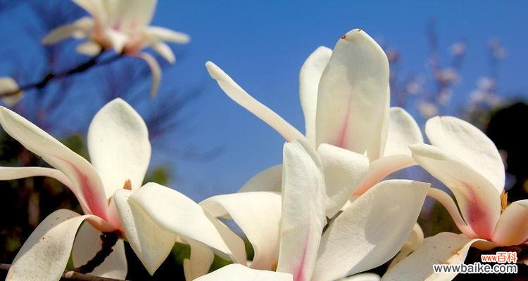 探寻白玉兰花的美丽寓意 白玉兰花——纯洁与美丽的象征