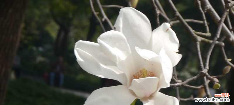 探寻白玉兰花的美丽寓意 白玉兰花——纯洁与美丽的象征