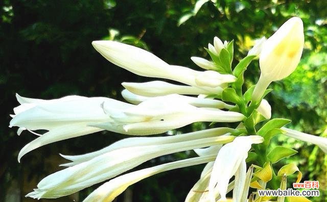 以白玉簪的花语为主题 白玉簪的花语