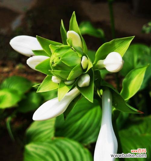 以白玉簪的花语为主题 白玉簪的花语