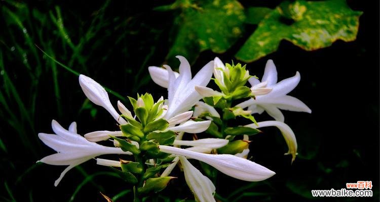 以白玉簪的花语为主题 白玉簪的花语