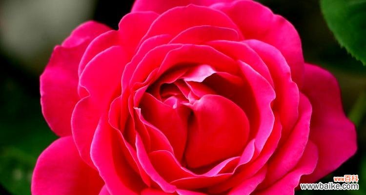 纯白的花朵 白月季花语