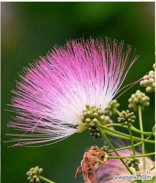 哪些花寓意着美好和吉祥?
