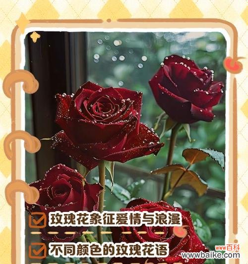 不同颜色玫瑰花的寓意和花语是什么?