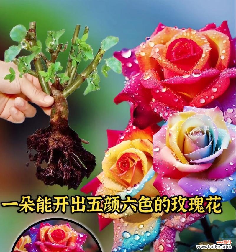 不同颜色玫瑰花的寓意和花语是什么?