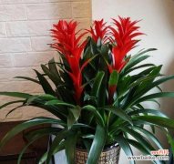 哪种花寓意鸿运当头？鸿运当头的花语是什么？