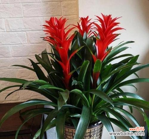 哪种花寓意鸿运当头?鸿运当头的花语是什么?