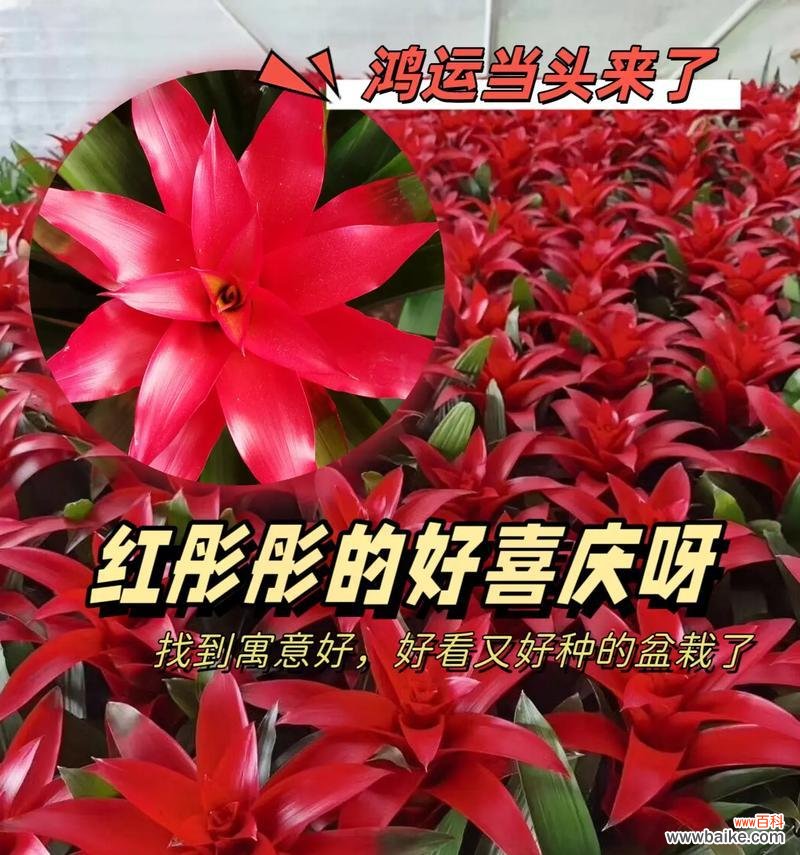 哪种花寓意鸿运当头?鸿运当头的花语是什么?