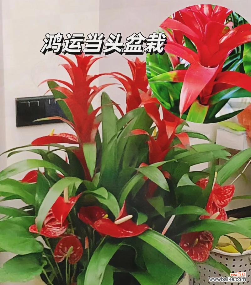 哪种花寓意鸿运当头?鸿运当头的花语是什么?