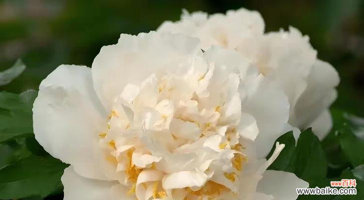 送礼菏泽牡丹花的寓意是什么?它在送礼文化中的地位如何?