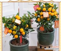 春节象征的花朵有哪些？春节用花的寓意是什么？