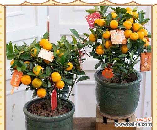 春节象征的花朵有哪些?春节用花的寓意是什么?