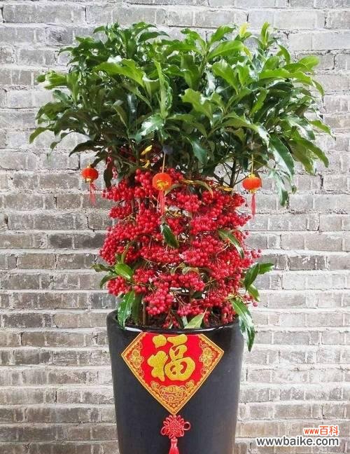 春节象征的花朵有哪些?春节用花的寓意是什么?