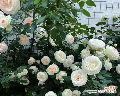 哪种花代表节俭?花语中节俭的象征有哪些?