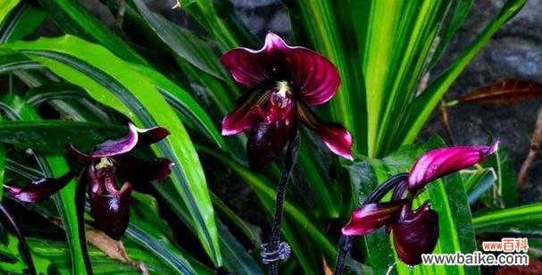 哪种花代表节俭?花语中节俭的象征有哪些?