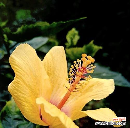 哪种花代表节俭?花语中节俭的象征有哪些?