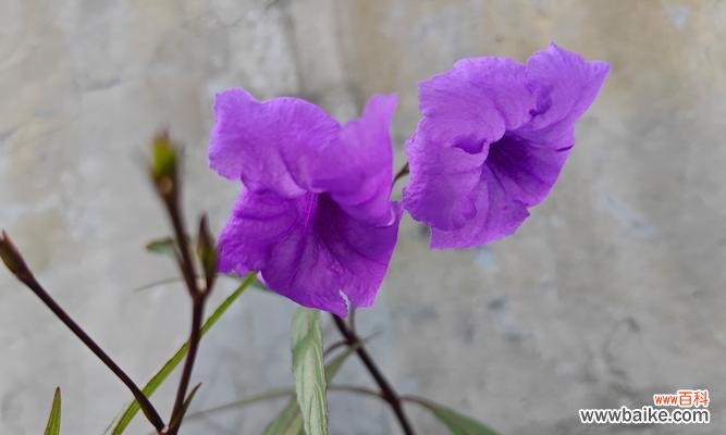 朋友送紫色的花代表了什么?