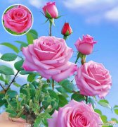 5朵粉色玫瑰代表什么？粉色玫瑰花语有哪些？