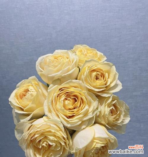 传递温暖与友谊的黄色花朵 黄玫瑰的代表意思与象征