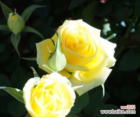 传递幸福与友谊的黄玫瑰 黄玫瑰的寓意及象征之美