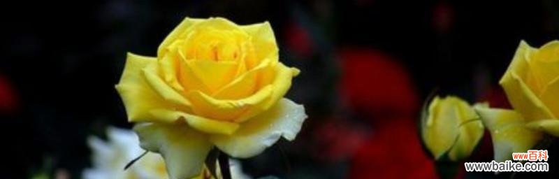 传递温暖与忠诚的黄玫瑰，以及它的花语寓意 黄玫瑰花语