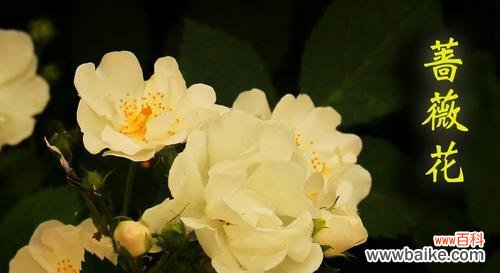 探寻黄蔷薇的心意，美丽中蕴含的情感和象征 黄蔷薇花语及代表意义