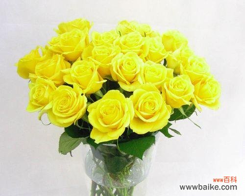 探寻黄蔷薇的心意，美丽中蕴含的情感和象征 黄蔷薇花语及代表意义