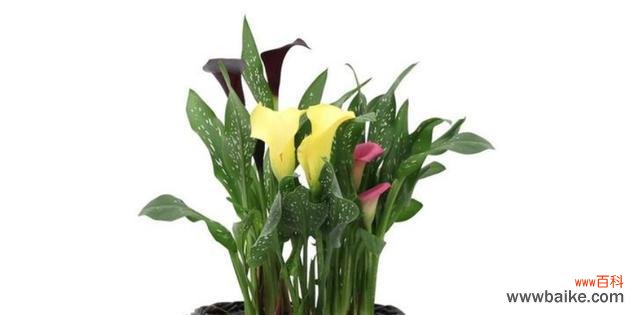 探究黄色马蹄莲花所传递的情感与象征 黄色马蹄莲的花语与寓意