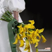 探究黄色马蹄莲花所传递的情感与象征 黄色马蹄莲的花语与寓意