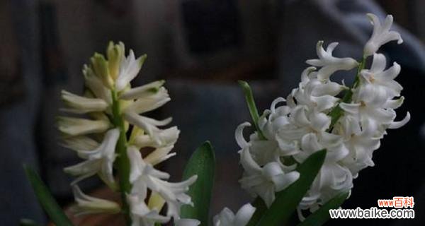 揭示黄色风信子所传达的美丽信息 黄色风信子的花语与寓意