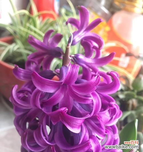 揭示黄色风信子所传达的美丽信息 黄色风信子的花语与寓意