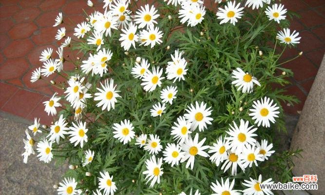 探索黄色雏菊的花语和寓意，传递积极向上的能量 以黄色雏菊的花语和寓意为主题的文章