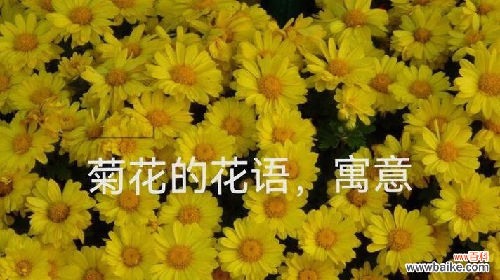 探索黄色雏菊的花语和寓意，传递积极向上的能量 以黄色雏菊的花语和寓意为主题的文章