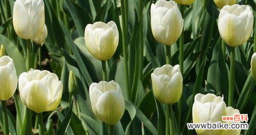 秋日的黄色，为生命注入温暖 黄色郁金香的花语——向阳的希望