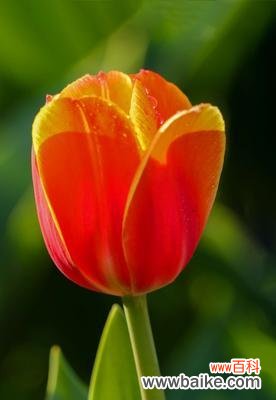 秋日的黄色，为生命注入温暖 黄色郁金香的花语——向阳的希望