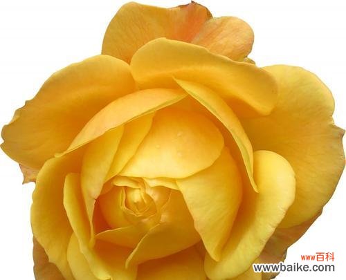 探索黄色玫瑰的独特寓意与文化传承 黄色玫瑰的象征意义