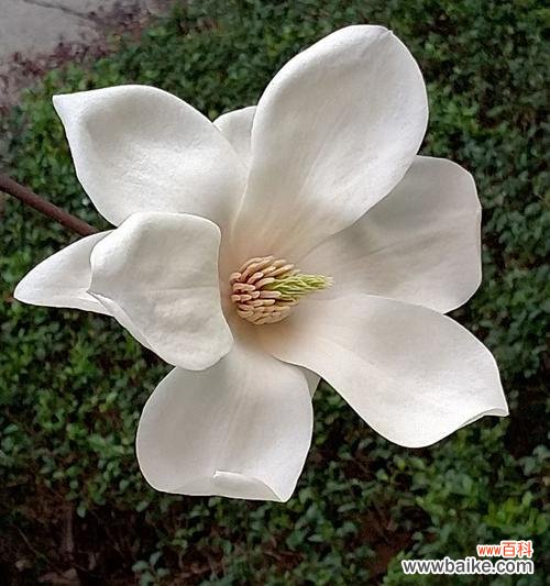 探寻白玉兰的神秘面纱 白玉兰之美