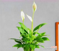 探索白掌在文化中的象征与启示 白掌寓意的深刻意义