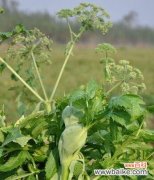 纯洁与勇气的交织──揭开白芷的神秘面纱 白芷的花语与其象征意义