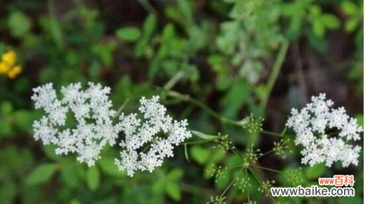 纯洁与勇气的交织──揭开白芷的神秘面纱 白芷的花语与其象征意义