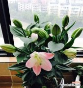 探寻百合花在不同文化中的多重含义 百合花的象征意义及文化背景