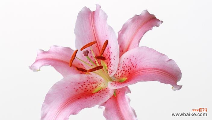 解析百合花的各种含义 百合花的含义与象征