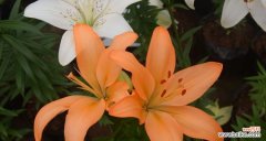 解析百合花的各种含义 百合花的含义与象征