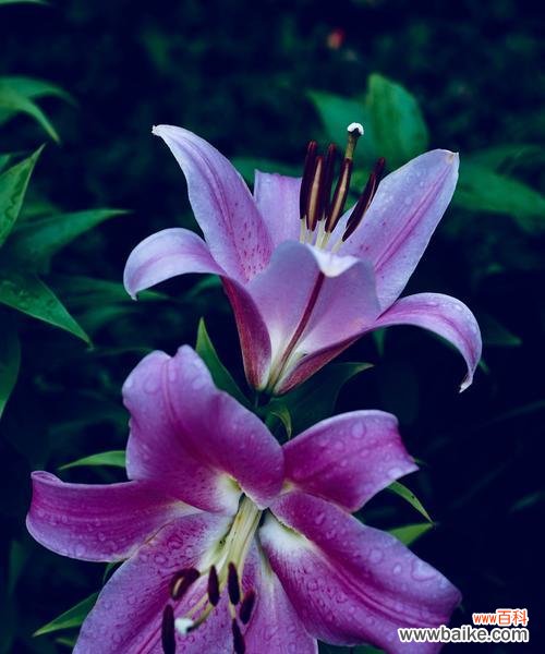 解析百合花的各种含义 百合花的含义与象征