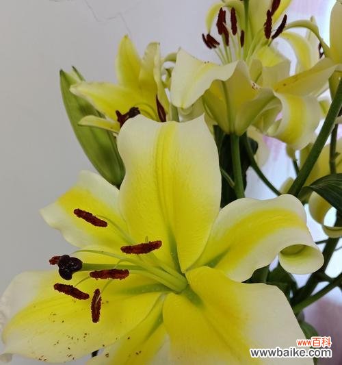 探秘百合花的神秘之处 百合花的象征意义与传说