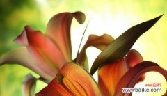 探索百合花的美丽与哲理 百合花的深刻寓意与象征意义