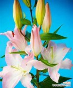 探寻百合花的深层意义 百合花的含义与象征