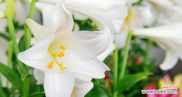 揭示百合花的花语背后的深层意义 百合花的花语及象征意义