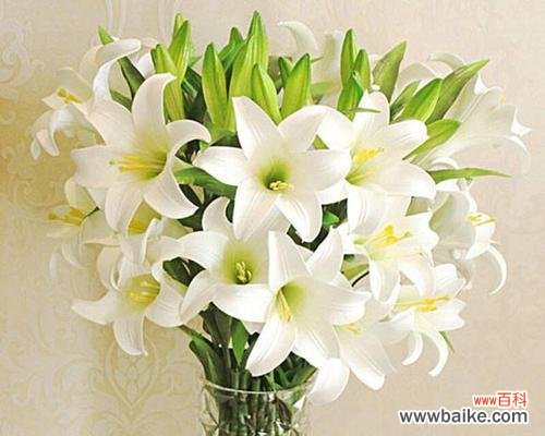 探寻百合花的深层含义 百合花