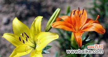 揭开百合花的深层寓意 百合花的含义和花语